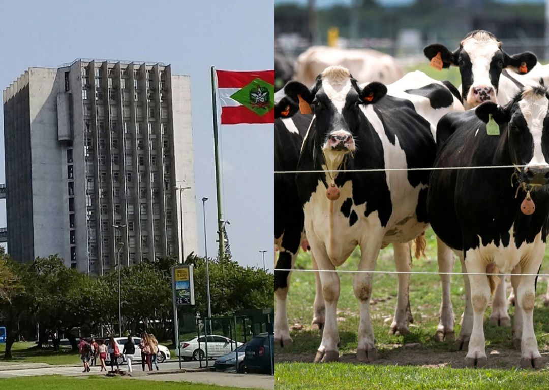 TJSC limita penhora de rebanho para preservar subsistência de família rural