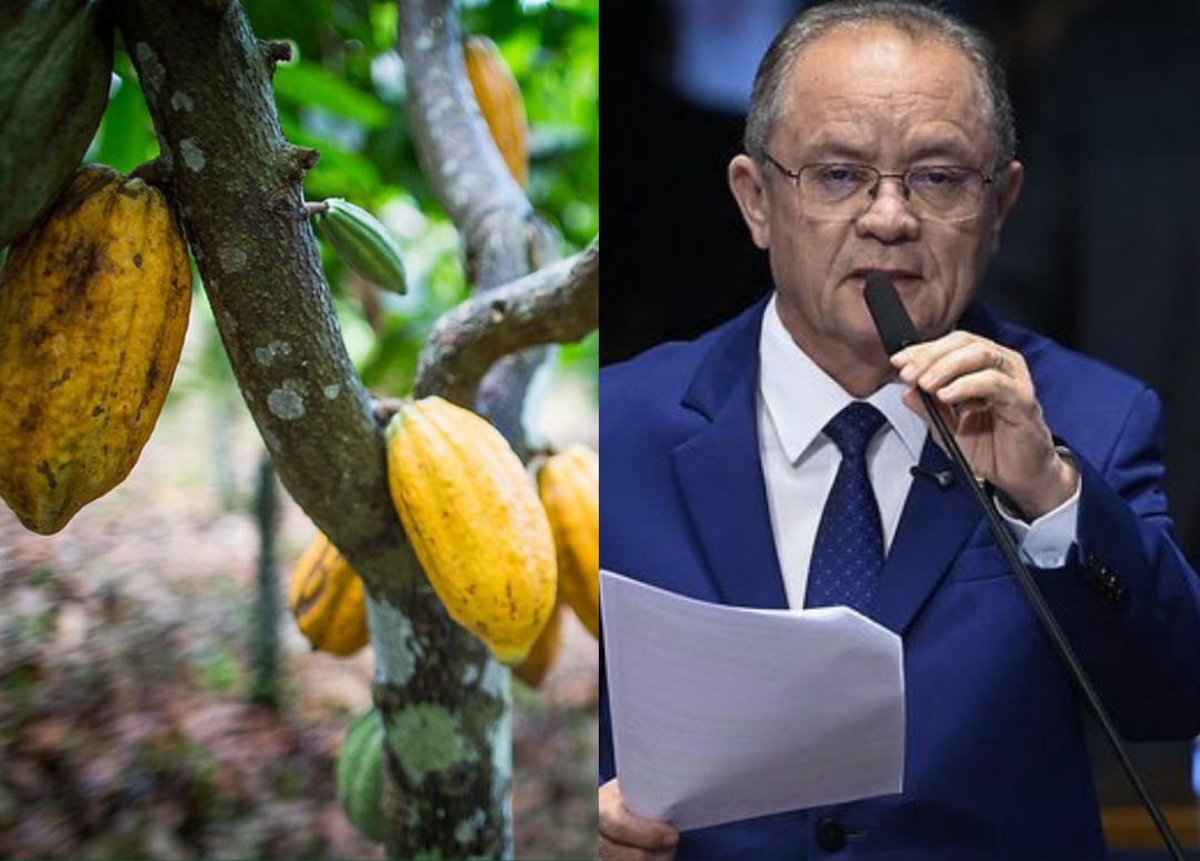 Comissão Mista aprova relatório que altera drawback na importação de cacau