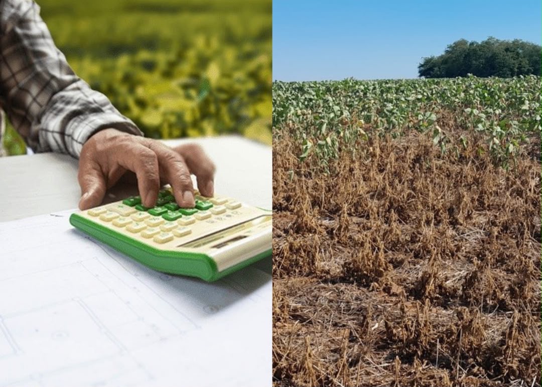 Juiz suspende cobrança de crédito rural por frustração de safra no Paraná