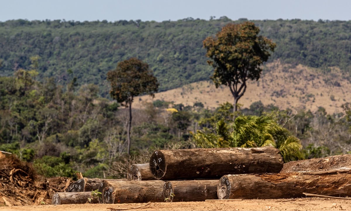 Crime ambiental pode resultar em prisão?