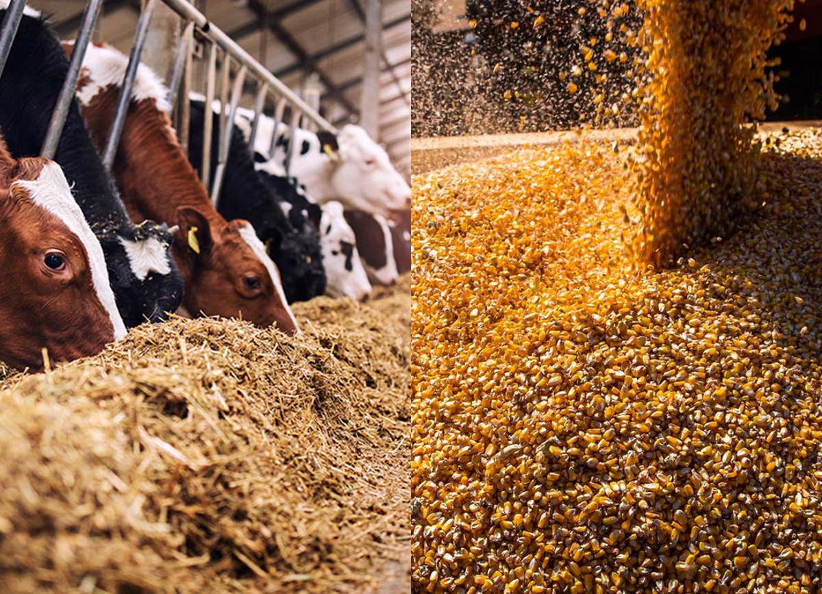Lei 15.490/2026 amplia produtos do ProVB para alimentação animal