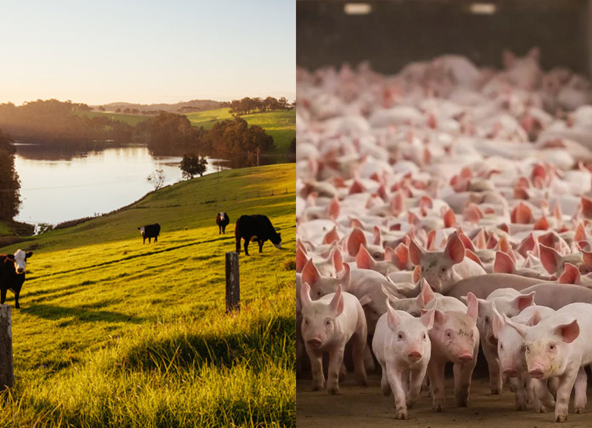 IAT amplia dispensa de licenciamento ambiental para atividades agropecuárias no Paraná