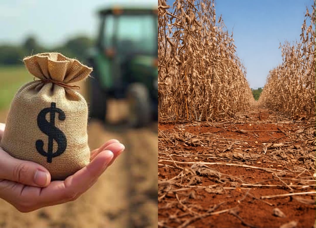 Justiça de Minas Gerais suspende mora de dívida rural de produtores