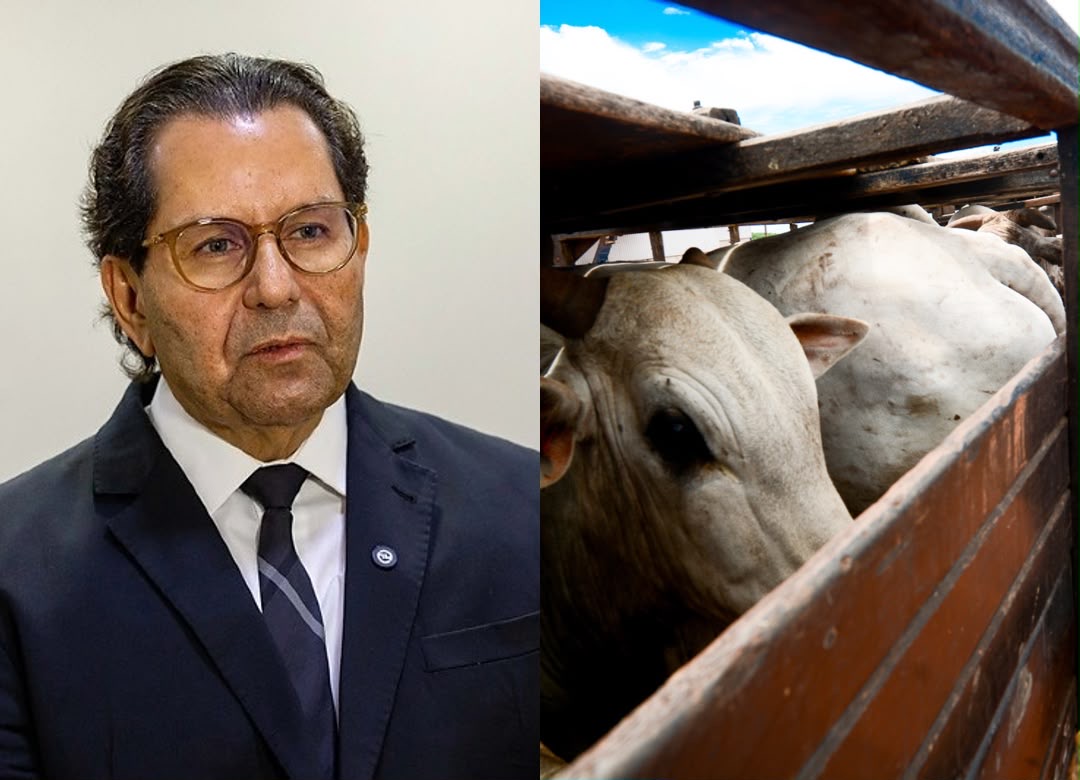 Juiz nega tutela para desbloquear rebanho de grupo em recuperação e mantém bloqueio de GTAs