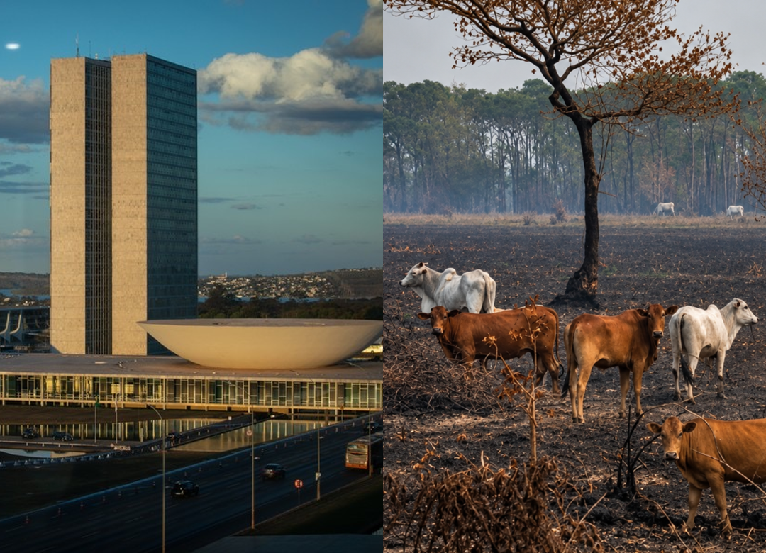 Projeto reconhece “boi bombeiro” como atividade de conservação no Pantanal