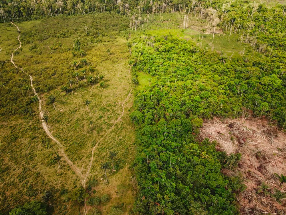 Floresta ou Cerrado? O erro de tipologia que pode mudar toda a dinâmica da propriedade rural.