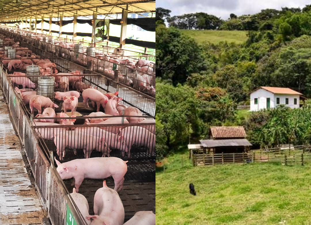 Justiça suspende leilão de granja em SC e aplica proteção à pequena propriedade rural</p><p>