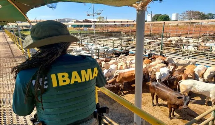 Ibama apreende mais de 7 mil cabeças de gado em áreas de desmatamento ilegal na Amazônia