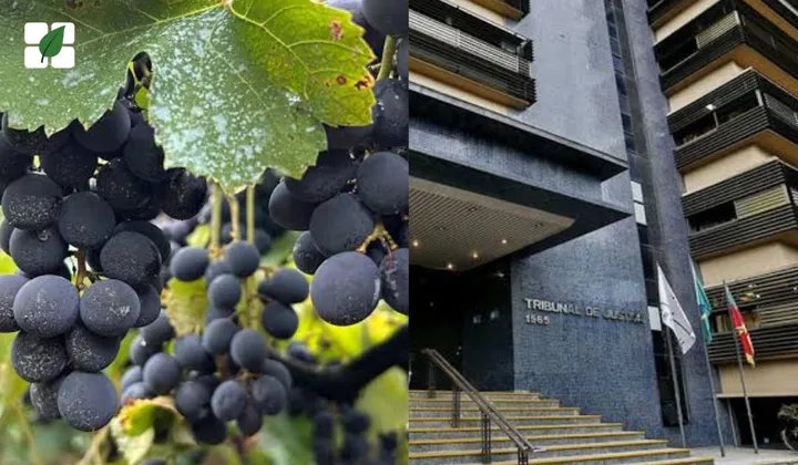 Justiça proíbe uso do herbicida 2,4-D na Campanha Gaúcha e impõe restrições em todo o RS