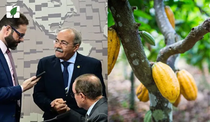 Comissão do Senado aprova perdão de dívidas para produtores de cacau da Bahia