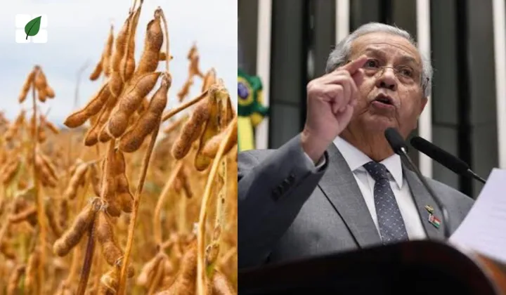 Senado retoma debate sobre retorno da Moratória da Soja após decisão judicial