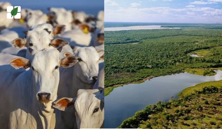 Ibama notifica pecuaristas a retirar gado da Ilha do Bananal/TO até dezembro de 2025